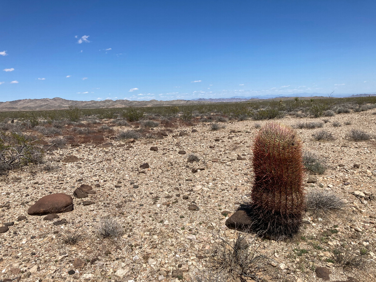 A stray barrel cactus