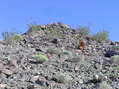 #3: View east (up a nearby hill, showing several cactus)