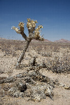 #7: Two Joshua Trees (one living, one dead) near the confluence point