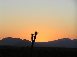#1: Joshua Tree sunrise at the confluence of 35 North 117 West in the magnificent Mojave Desert.