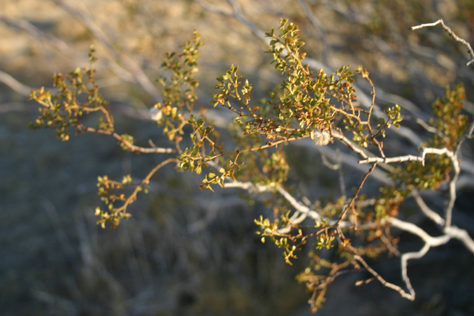 Close-up of a creosote bush, with a few seed pods still attached