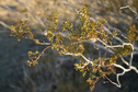 #8: Close-up of a creosote bush, with a few seed pods still attached