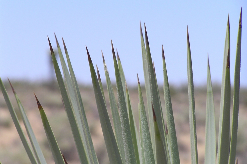 Photograph of tips of Joshua Tree about 350 meters south-southeast of the confluence. 