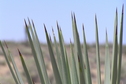 #7: Photograph of tips of Joshua Tree about 350 meters south-southeast of the confluence. 