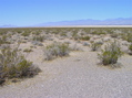 #2: View North (across a dry lake bed, towards Pahrump)