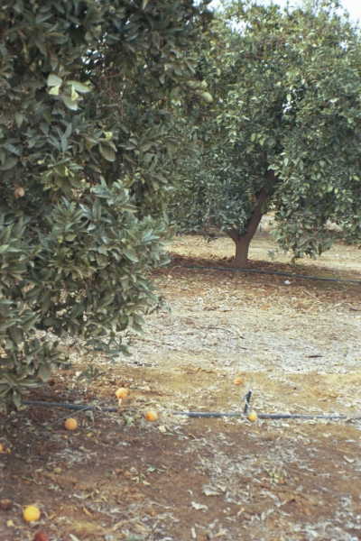 Looking west from the spot, at a commercial orange grove