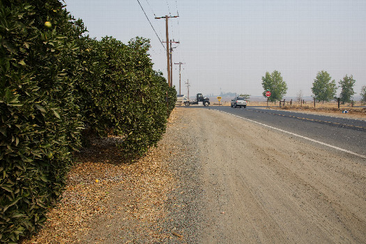 #1: The confluence point lies next to this road, beside an orange grove.  (This is also a view to the North.)