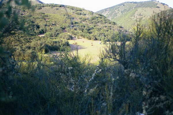 Looking through the chapparral, just above the confluence point