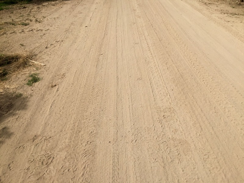 The confluence point lies on this dirt driveway, in an almond plantation
