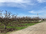 #6: Looking toward Island Drive through some almond trees at the dirt patch where we parked