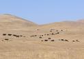 #7: Cattle taking an interest in confluencing