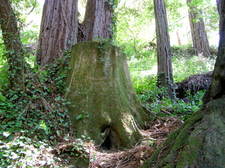 #1: The redwood grove (with the 'Confluence Stump') that contains the confluence point
