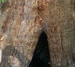 #2: Hollow tree, possibly a geocache?