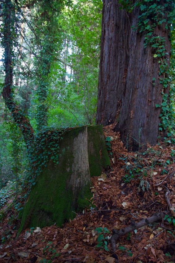 The confluence point lies on top of this stump, within a grove of redwood trees in Santa Cruz’s DeLaveaga Park