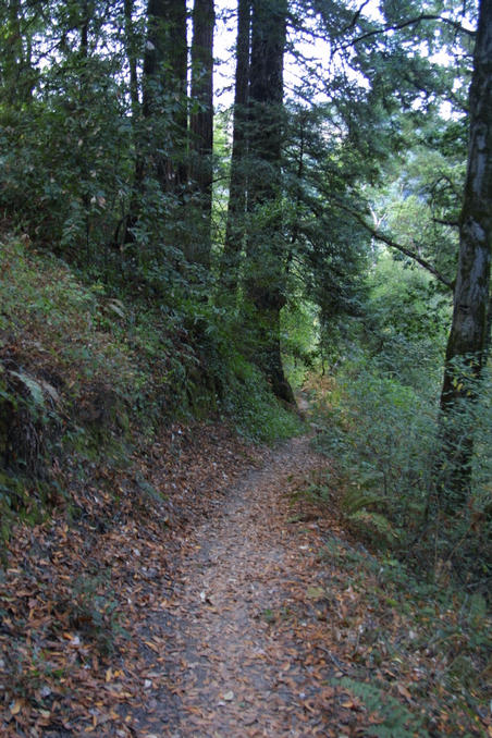 The Confluence is on this trail near the Redwoods on the left.