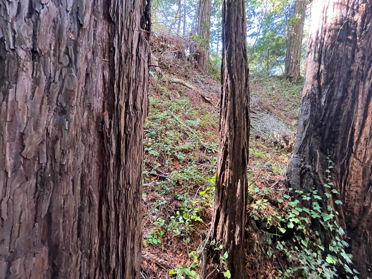 View from the confluence point, looking south