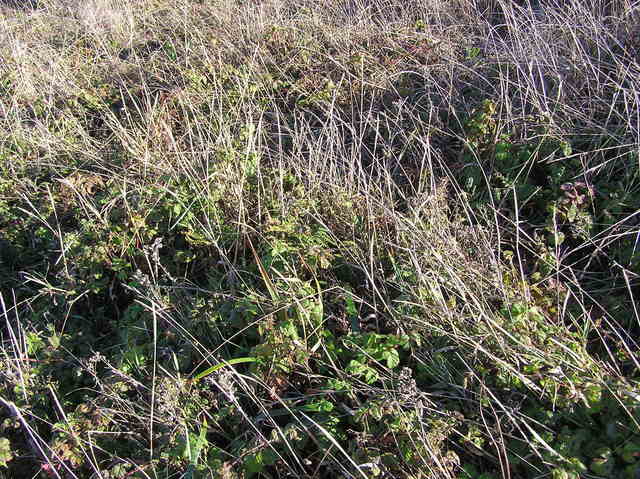 The confluence point (in a patch of brambles)