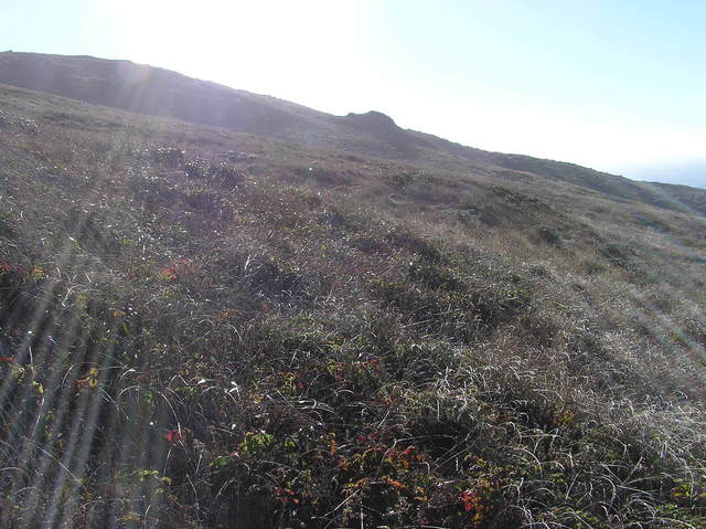 View west (along the hillside, into the setting sun)