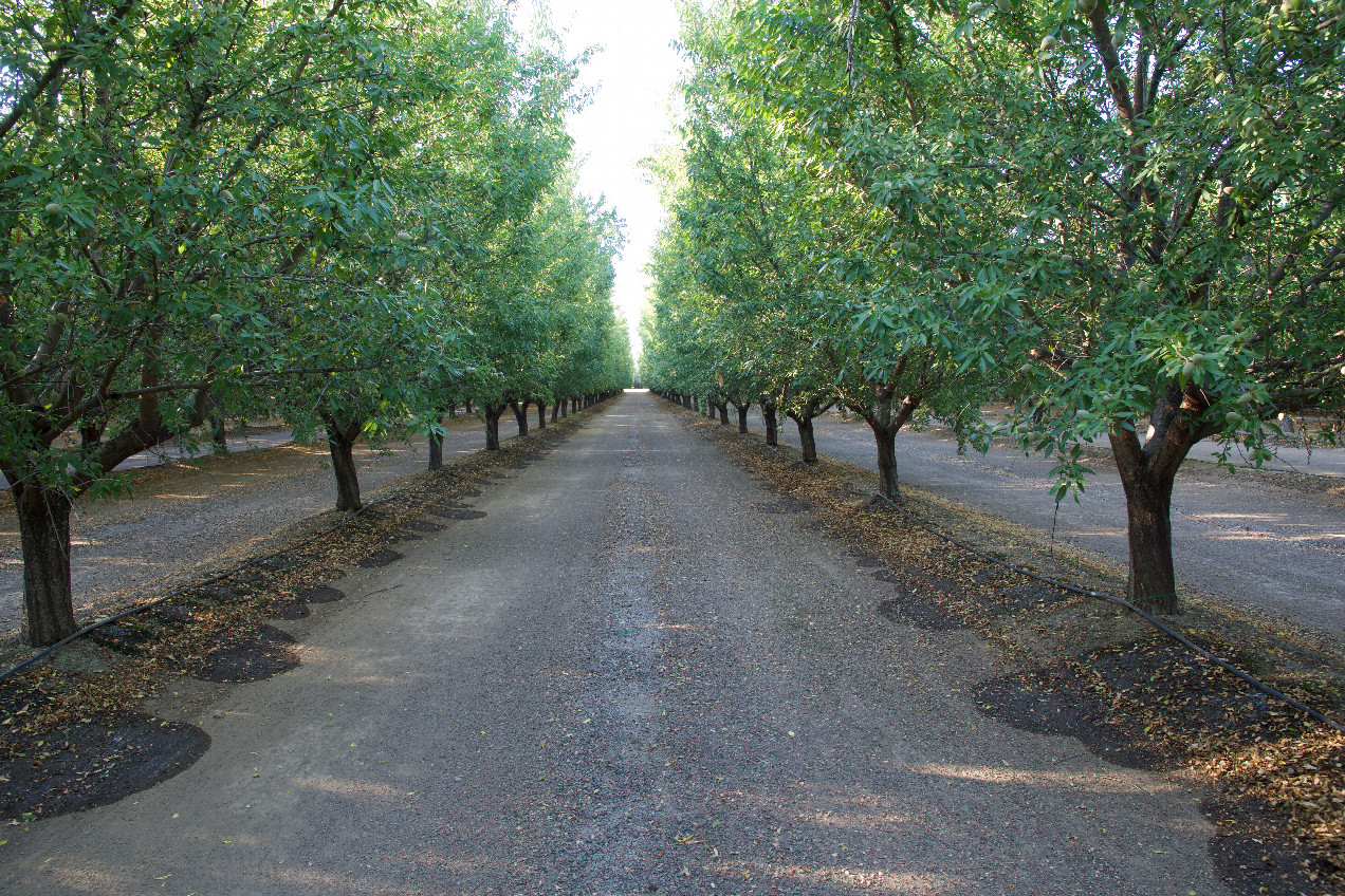 The confluence point lies between two rows of trees (perhaps almonds) in an orchard.  (This is also a view to the North.)