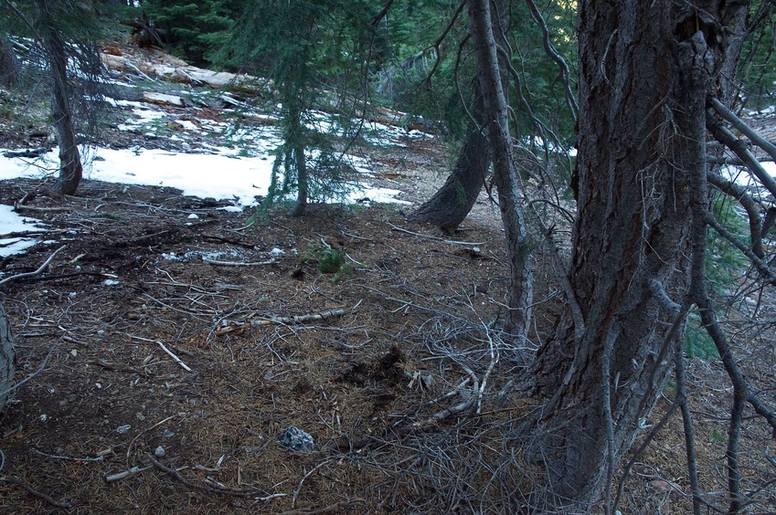 The confluence point lies on a forested slope, with (in mid-April) several patches of snow nearby