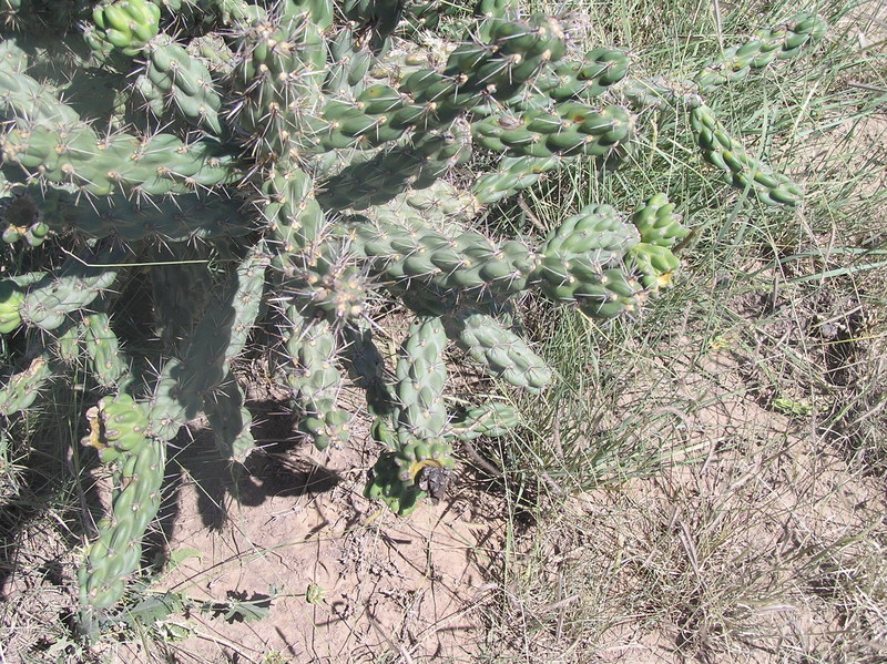 Ground cover at 37 North 103 East:  Shortgrass prairie, cactus, cholla.