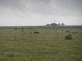 #2: Deer and cattle in this view from the confluence to the northeast.