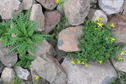 #10: Typical Ground-cover