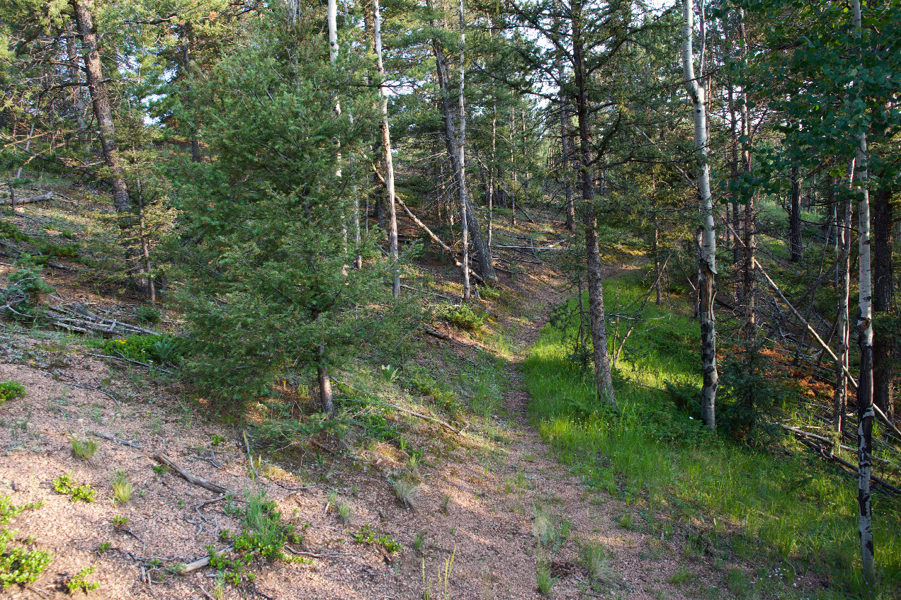 The confluence point lies on a slope in light forest, next to a path.  (This is also a view to the South.)