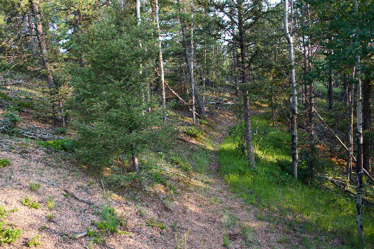 #1: The confluence point lies on a slope in light forest, next to a path.  (This is also a view to the South.)