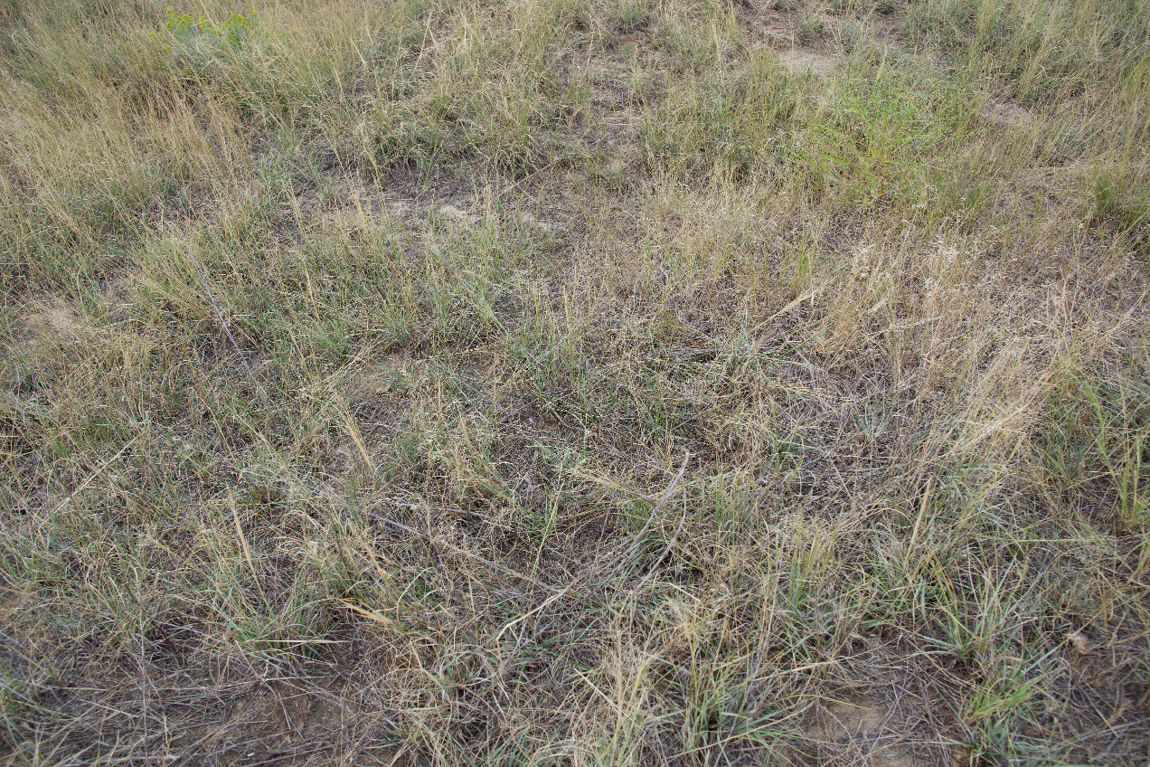 Ground cover at the confluence point