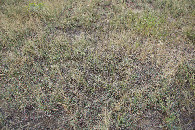 #5: Ground cover at the confluence point