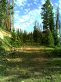 #8: Logging road enroute to confluence