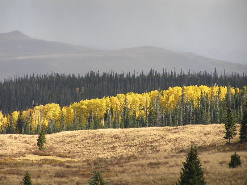 Aspen trees and horizon, looking south from the confluence.