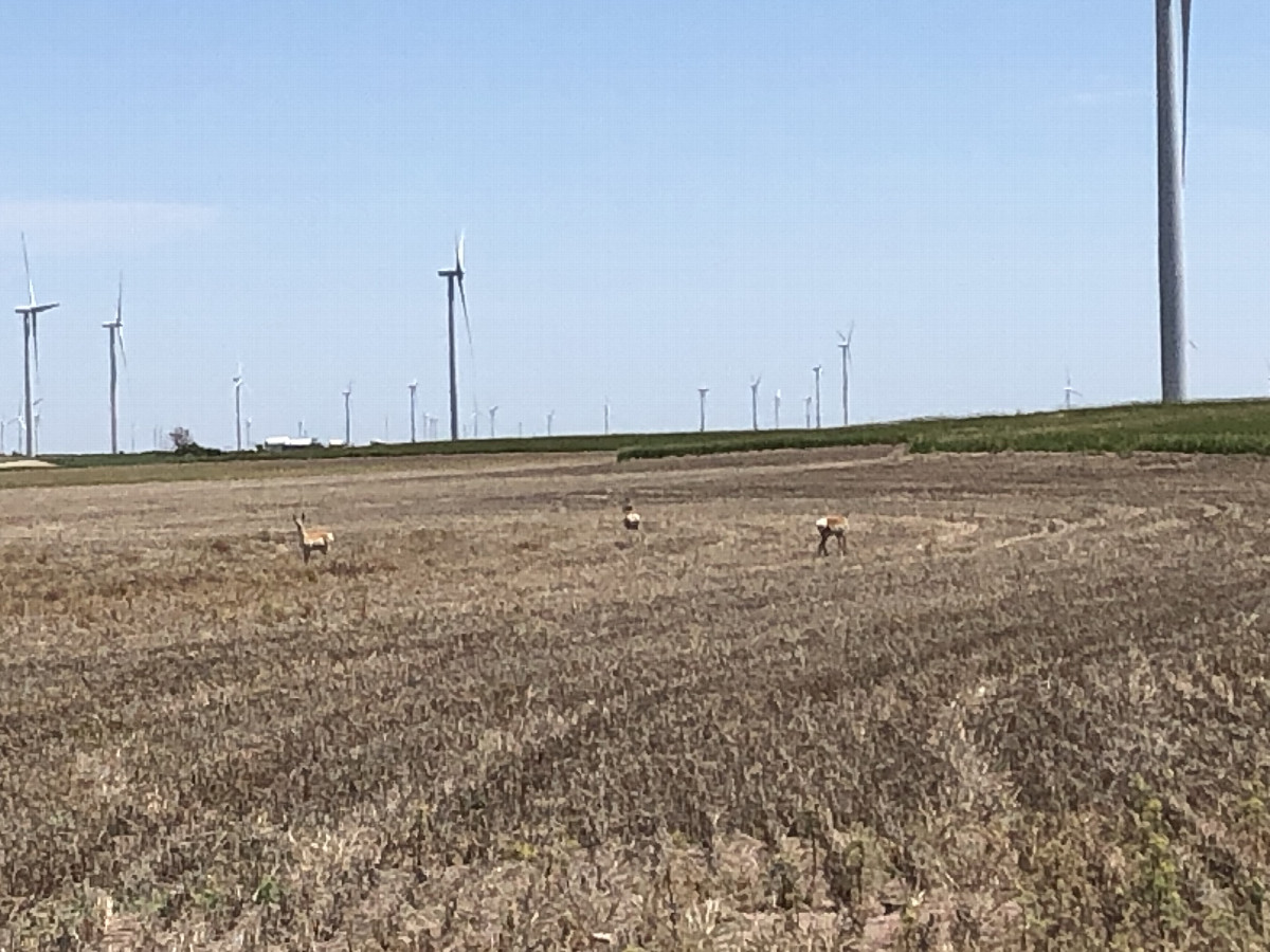 Some antelope enjoying a beautiful day on the high plains at the Nebraska-Colorado line