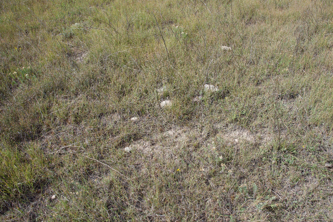 Ground cover at the confluence point