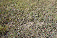 #5: Ground cover at the confluence point