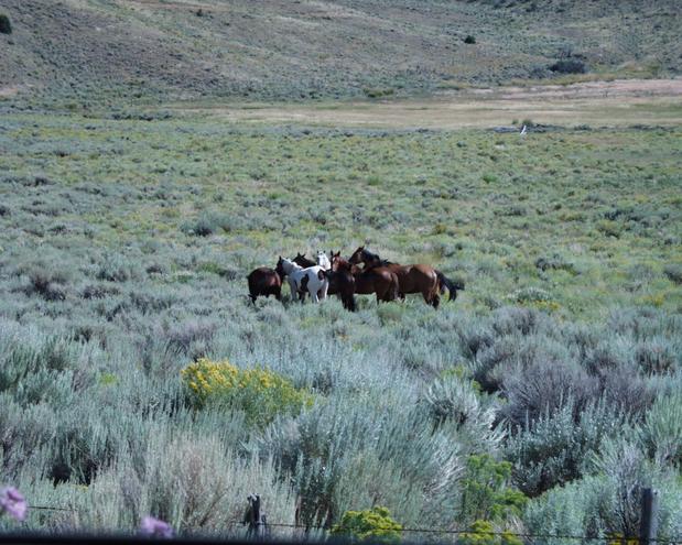 a small herd of wild horses I passed on Road 72