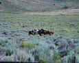 #7: a small herd of wild horses I passed on Road 72