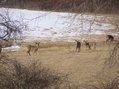 #7: Herd of grazing deer nearby