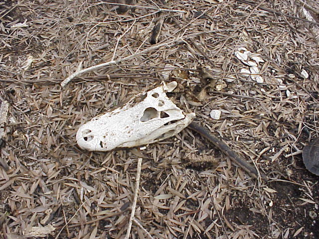 Dead alligator, doubtless killed in the fire.