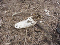 #10: Dead alligator, doubtless killed in the fire.