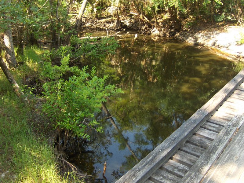 Creek full of alligators