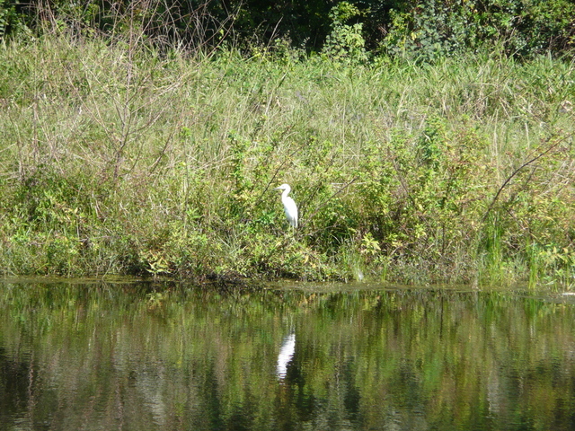 Egret near confluence