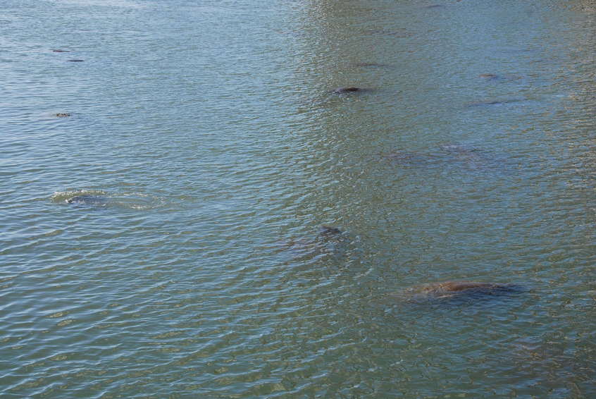 Manatees in the warm pool