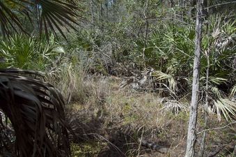 #1: The confluence point lies in a small clearing in an overgrown commercial pine forest