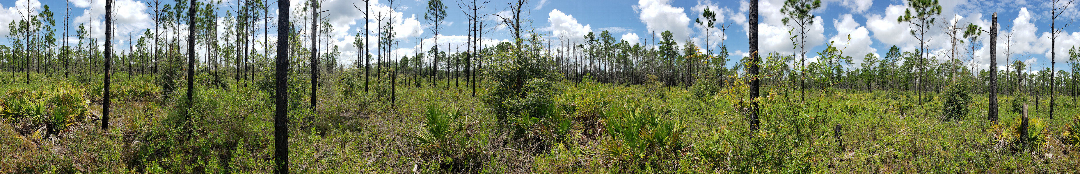 360 Degree Panorama at Confluence Site