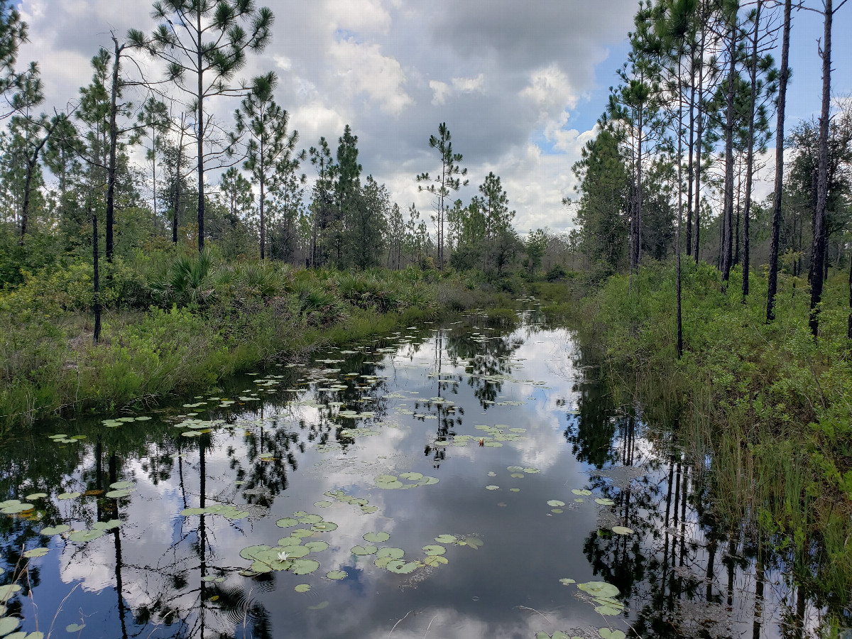 Pretty lily pad covered pond nearby