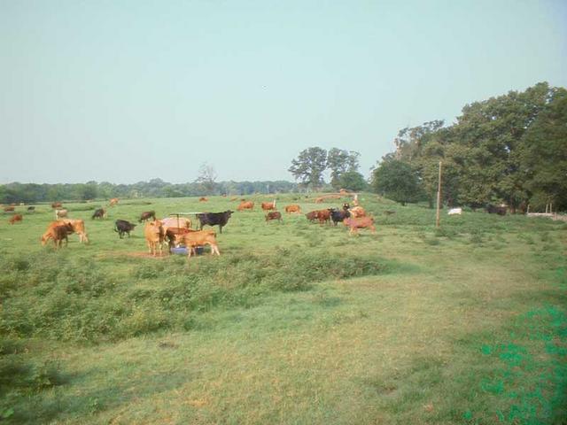 Cows guarding the tri-state confluence.