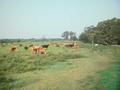 #2: Cows guarding the tri-state confluence.