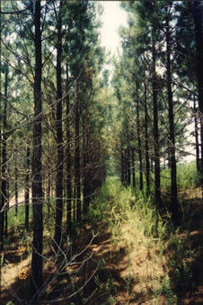 #1: Looking south.  Confluence is situated in the middle of a pine grove.  The surrounding area is used for clay quarrying.